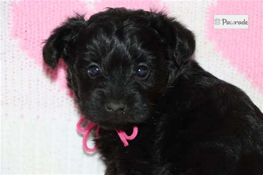 Oliver - Yorkiepoo Puppy 8525F0