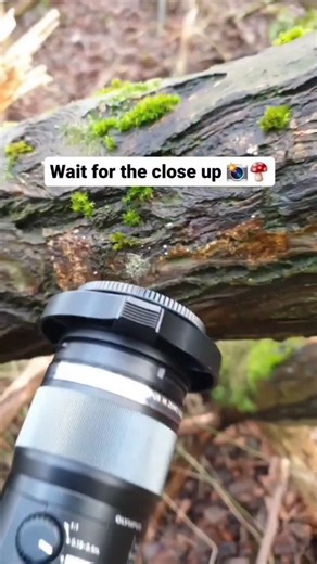 This artist-photographer has a rare gift — capturing the hidden world of mushrooms through an ultra-powerful lens that reveals every tiny detail. His eye for lighting transforms each shot into a piece of living art, bringing out textures & colors normally unnoticed. He knows exactly where to find these delicate wonders, whether they’re small, medium, or barely the size of a fingertip. His work reminds us that nature’s beauty isn’t always loud or towering — sometimes it’s quiet, tiny, & waiting t