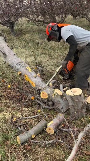 Wood Splitting (@wood.splitting7)’s video of Wood Splitter