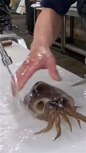 How to Process Squid Without Damaging Meat #shorts