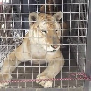 154K views · 407 shares | These were the first moments of my boy Tianxia with us. A Tiger that never stepped on grass until this moment that you can see on this video. I'm so thankful for having been able to respect his dignity during his last years on this Planet. He died a happy Tiger, i can tell you this... #TianxiaForever #BritneyAndTianxiaBJWT #SaveTigers #blackjaguarwhitetiger #BJWTclassics | The Black Jaguar-White Tiger Foundation | Facebook