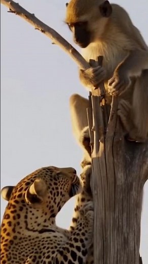 Monkey Defends the Tree — Leopard Knocked Down in Surprise Clash