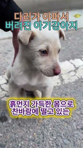 장애가 있다고 사료 봉투와 함께 버려진 3개월 아기 강아지