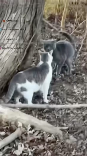 Ese plomito solo quería hacer paro con las tierras ! Ey #pumas1313 #sacatripas #funnyanimals