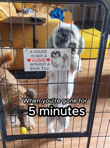 5-Minute Shih Tzu Fun: A Hilarious Dog Moment