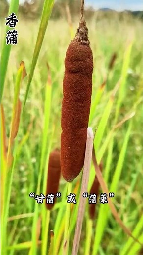 香蒲花粉是著名药草蒲黄嫩茎叶是美味菜肴 药用植物介绍 创作者中心 创作灵感 植物科普 香蒲