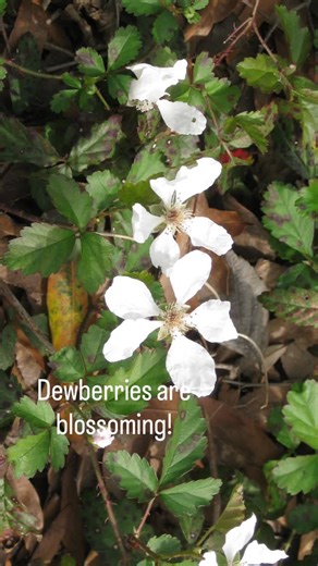 I don’t care what the calendar says. It’s spring in Texas when dewberry blossoms appear! These white flowers found on thorny, creeping vines make a nice, sweet tea. But keep in mind, each flower left unpicked will turn into a dewberry. Tell me in the comments which do you prefer, the flower or the berry! Structural features: Leaf Arrangement: Leaves are arranged in an alternate pattern along the stem. Leaf Shape: Leaves are compound with three to five leaflets. Each leaflet is oval-shaped, measu