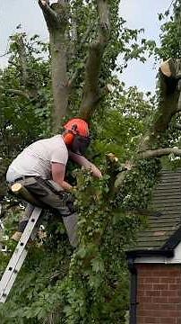 DIY Tree Felling🌲 #treefall #treecollapse #diytreehouse