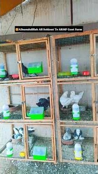 😍Fancy pigeon New video | All Soldout To ARMF GoatFarm#kabootar #fancypigeon #viral #shorts #soldout