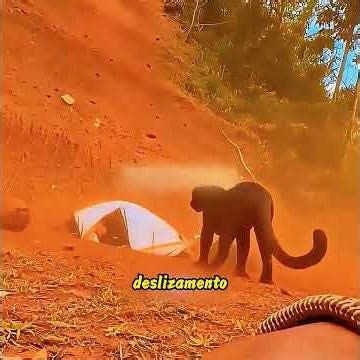 Ele encontrou uma pantera negra deitada ao lado do berço