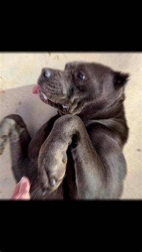 Just for fun, here are some of the funnier shelter dog photos from 2025.😂 If you look closely, you might recognize some of them! We may have some professional tongue rollers here!🤪 Have a happy and safe 2026 from all of us to all of you!❤️🐾 *These photos were taken by volunteer dog walkers, who do a pawsome job of photographing dogs as they settle in to shelter life. #shelterdogsrock #thisishowweroll #outtakes #bloopers #funnydogpics #funphotos #happynewyear #hello2026 #goodbye2025 #newyearse