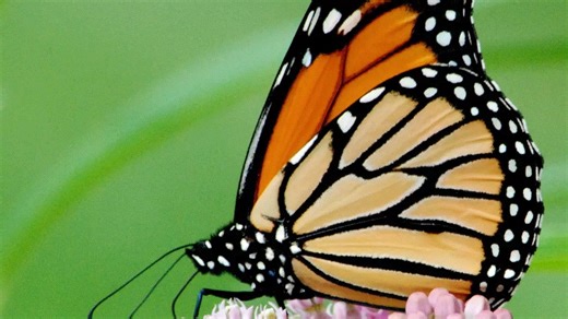 Monarch butterflies are on the move. When they'll arrive in Michigan