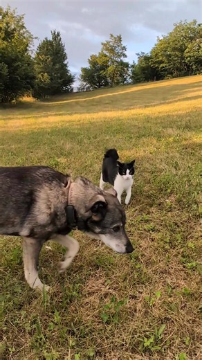 Wobbly Cat Jhonny: Mut, Lebensfreude und Liebe statt Perfektion