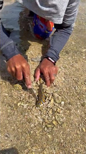 You Won't Believe What’s Hiding Under This Sand! 😱🐠