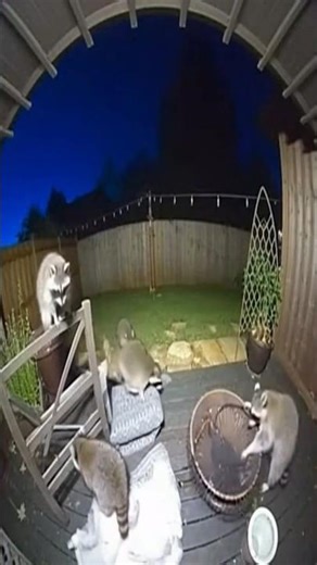 Racoon's just want to have fun - #2025 #2026 #meme