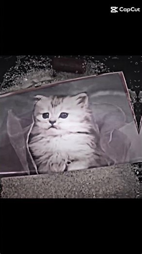 credits to @HowToBasic