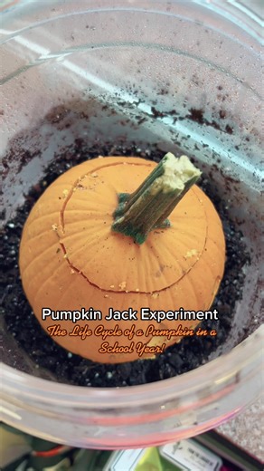 Pumpkin Decomposition Science Experiment for Kindergarten Class