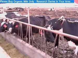 California Happy Cows Commercial, Vote For Your Favorite California Happy Cows