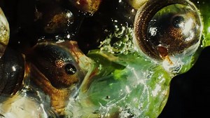 Joji〈Normal People (feat. rei brown)〉官方版完整MV