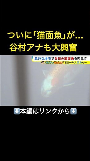 ⬆️本編はリンクから⬆️人面魚ブームにあやかる…約35年前の『猫面魚』実は“仕掛けられた話題”だった 当時市が購入して池に放す【タニケン全力取材】#shorts