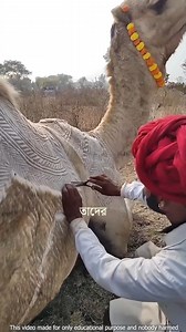 Why do these people cut camel hair? | Watch and Back