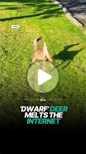 7M views · 177K reactions | Everyone was concerned about the deer's condition 梁 | Daily Mail Australia | Facebook