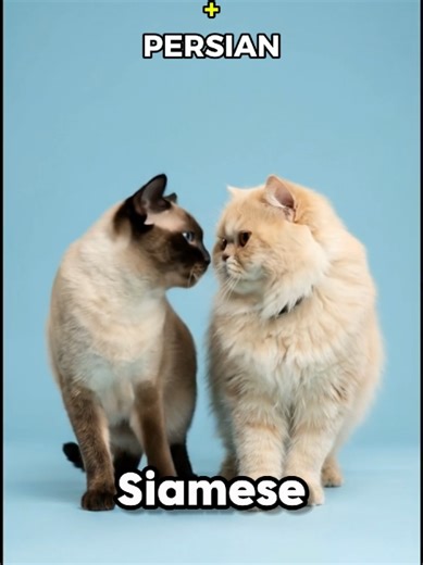 Exploring Siameses: Hybrid Cats Across Breeds
