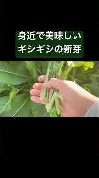 どこにでも生えてるギシギシの新芽を食べる動画#野食 #野草 #自然 #nature ＃料理