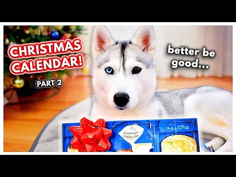 My Dog Opens MORE of Her Ridiculous Advent Calendar! (Skaya's Advent Calendar Adventures - PART 2)