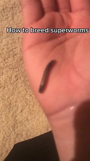 How to Breed Superworms: A Comprehensive Guide