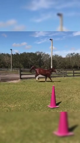 Powerful horse lets loose with an impressive pasture run