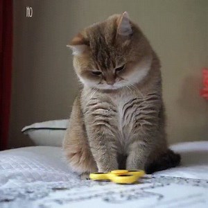 538 reactions · 75 shares | Klart katter gillar saker som spinner. | Roliga katter | Facebook