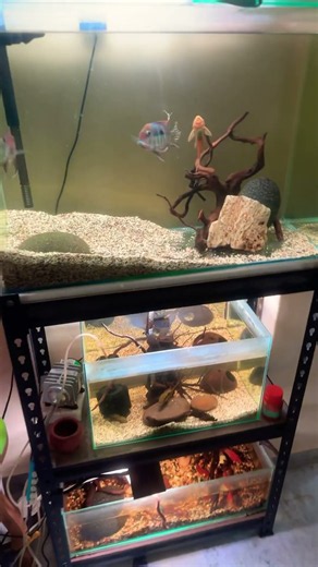 The Coolest Aquarium Features You Need to See 🐟👀 #aquariumfeatures #fish