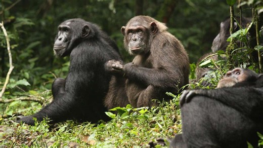 Gewalt-Eskalation dokumentiert: Schimpansen-Bürgerkrieg: Wie Nachbarn zu Feinden werden