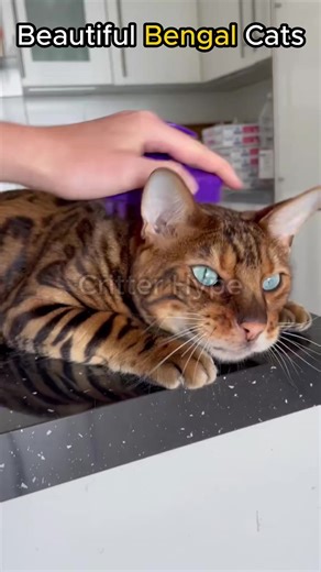 Beautiful Bengal Cats #cats #catsoftiktok #bengals