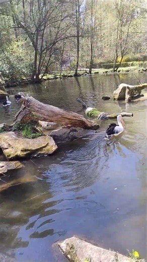 The beautiful Pelikán n Zlín Zoo, Czech Rep. #pelikan #birds #nature #zoo #travel #czechrepublic