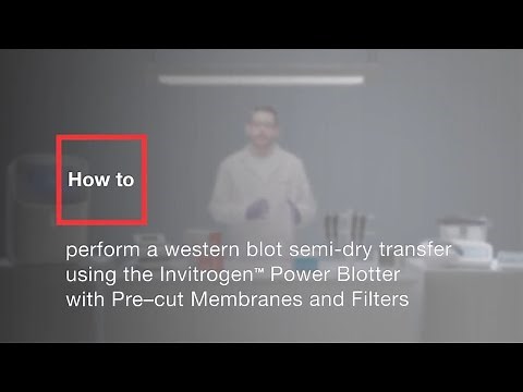 How to perform a western blot semi-dry transfer using Power Blotter with Pre-cut Membranes & Filters