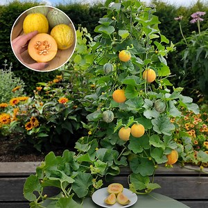 🍓 Leckeres Obst aus dem eigenen Anbau Mit Obstpflanzen kannst Du deine eigenen Früchte genießen – ideal für den kleinen bis großen Garten, Balkon und Terrasse. Bei BALDUR-Garten findest Du eine große Auswahl an Obstpflanzen in 1A-Qualität! ✅ Bequem online bestellen ✅ über 100 Jahre Erfahrung ✅ schnelle Lieferung mit DHL Jetzt bestellen und eigenen Genuss pflanzen 🍈 | BALDUR-Garten