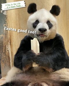 104K views · 532 reactions | WATCH AN AN'S FIRST "EATCAST"! Crunchtime! Bamboo shoots are the staple diet for Giant Panda's, and An An from the 香港海洋公園 Ocean Park Hong Kong is jumping on the live food show bandwagon! It's easy ... all you have to do is eat. Do you like his first ASMR video? #hongkong #brandhongkong #asiasworldcity #ASMR #Panda #oceanpark | Brand Hong Kong | Facebook