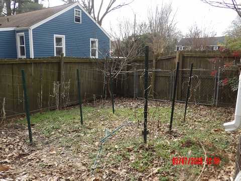 How to Prune a Fig Tree (Beginner Guide) | Spring Garden Prep
