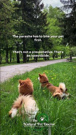 Flea Meds Don’t Prevent Bites 😳