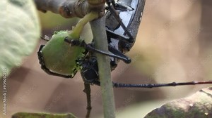 Batocera rubus is a species of beetle in the family Cerambycidae. A long-horned beetle is eating figs. Low angle close-up