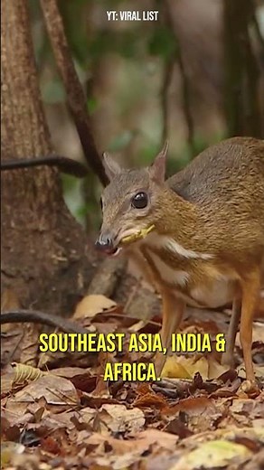 Have You Heard of a Mouse-Deer? │CUTE Animals