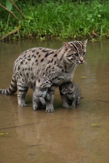 Fishing Cat Hunts Like a Pro 😳🐟 #fishingcat #wildlife #animals #nature #predator #viral #cat