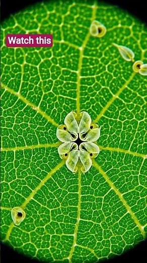 Plant Stomata Opening Under Microscope fact study