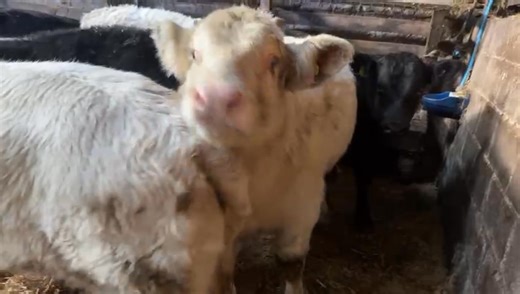 For Thursday 🐄 👀 7 x 5 month old shorthorn bulls from A Greenwood 💥 | Clitheroe Auction Mart