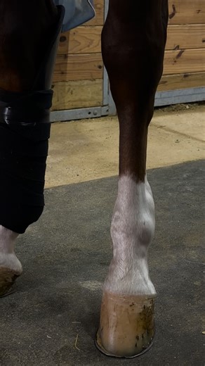 tutorial the correct and simplified way to put on SmarTack hock protections Voice by @lorenzoconcarella video by @fra_espo.1 #smartackhorseequipment #reining #tutorial #hockprotection | Alberto L'Abbate