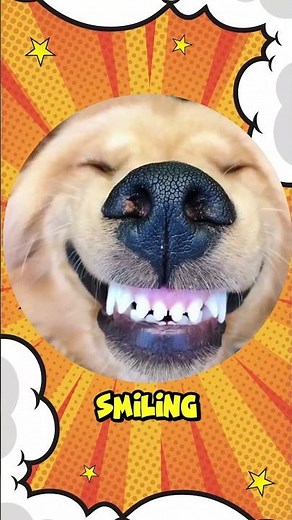 Top 3 Funniest Dog Breeds! 😂🐶 #3 Will Crack You Up!