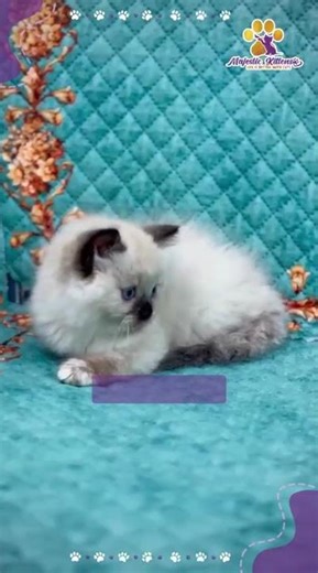 What if your cat looked expensive… and acted unemployed?