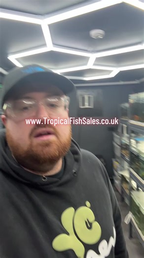 🚨 FISH KEEPERS… NOW IS THE TIME! 🐟🔥 We finally have availability for orders this week and the fish room is looking incredible! 👀 Rare plecos, stunning angels, premium guppies and loads more ready to ship to your door. ⚡ Once they’re gone… they’re gone. 👇 Browse what’s available now 🌐 www.TropicalFishSales.co.uk 🚚 UK delivery available 🏆 Fully licensed pet shop 🧪 Strict quarantine process 💎 Premium quality fish only #tropicalfish #aquariumfish #fishkeeping #aquariumhobby #pleco